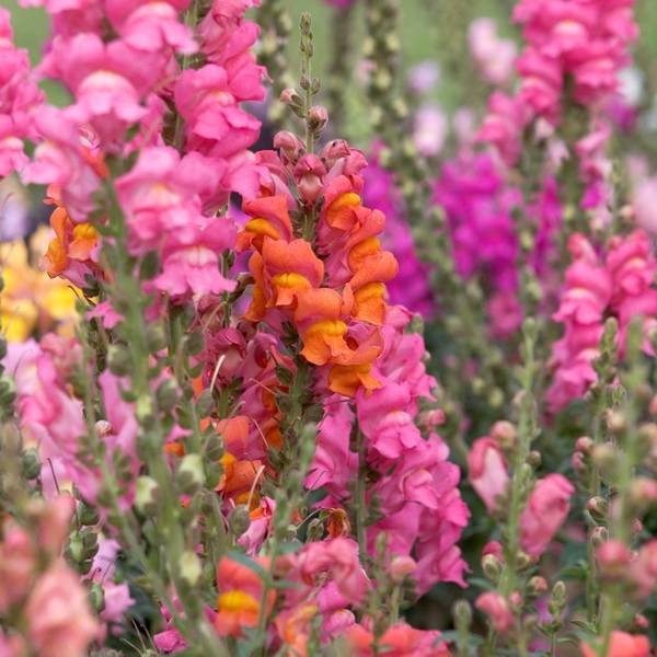 Orange Scarlet F1 Sonnet Antirrhinum