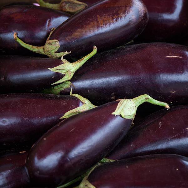 Aubergine