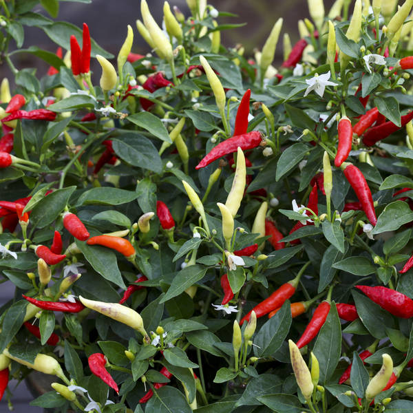 Basket of Fire Capsicum