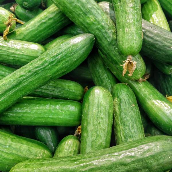 Fempot Cucumber