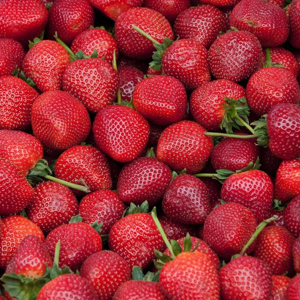 Cambridge Favourite Strawberry