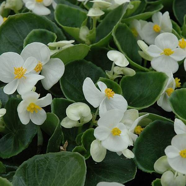 Begonia Semperflorens Ambassador